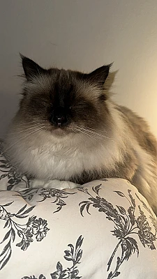 touabi