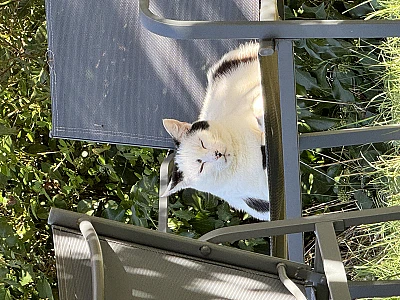 Gregg