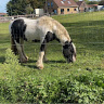 erik-carpaci