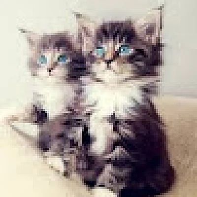 princesse-perle-rares