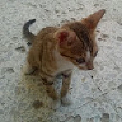 elyes-co