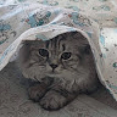 mihriban-kartogullari
