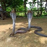 prem-khadse