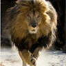 rachid-b