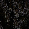 ayhan-klks