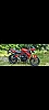 TRIUMPH STREET TRIPLE S ROUGE thumbnail