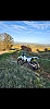 HUSQVARNA TE I thumbnail