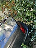 Bmw Serie 8 bmw 850i thumbnail