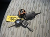 Volkswagen Caddy MAXI 1.6 CR TDI 102 Trendline - Clim GPS Caméra de recul thumbnail